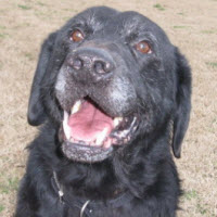 senior lab rescue