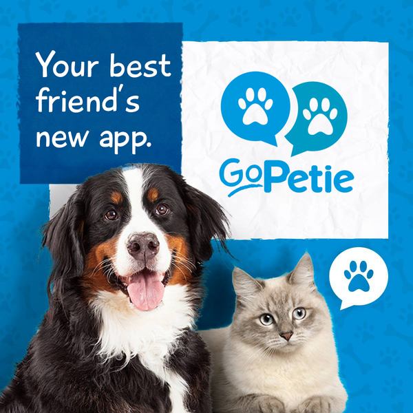 How Much Should I Charge For Watching My Dog