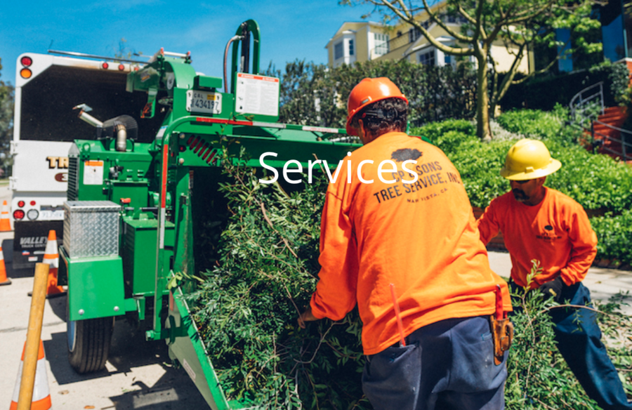 Tree Trimming Los Angeles Experts At CP & Sons Tree Service Are Known