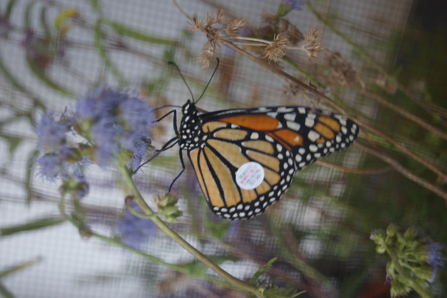 Watch Beautiful Monarch Butterflies Spread Their Wings and Fly Away at
