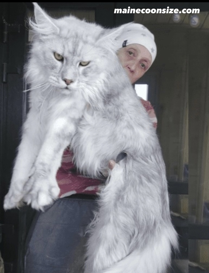 Biggest Maine Coon