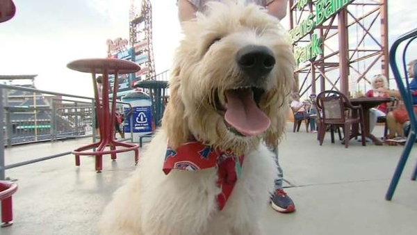 Sitters4Critters Participates in ‘Phillies Bark at The Park’ for Dog Owning Education