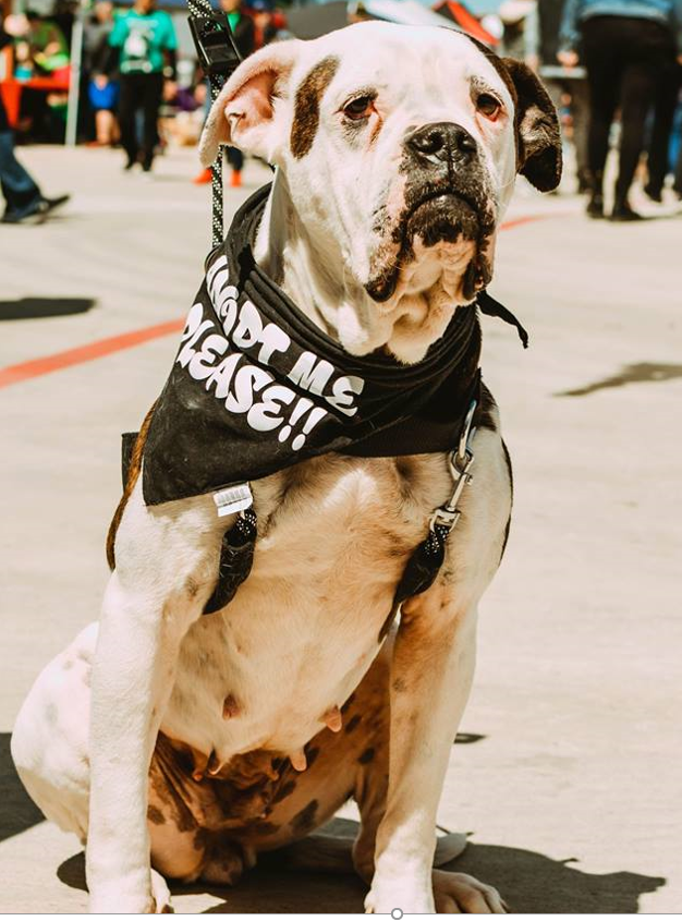 Tail-Wagging Fun for Dogs and Dog People in Fort Worth Design District on Saturday, March 14, 2020 from 11 am to 3 pm