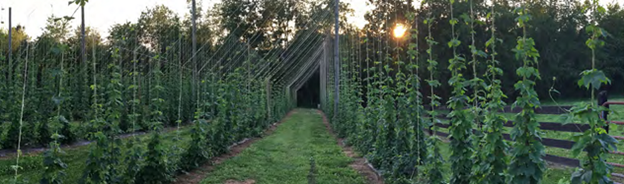 Virginia’s Stable Craft Brewing at Hermitage Hill to Become First Brewery on East Coast to Launch Zero Food Waste Initiative