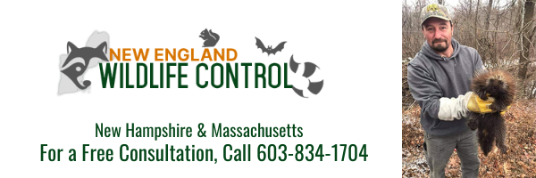 New England Wildlife Control Launches Expanded Animal Control Services