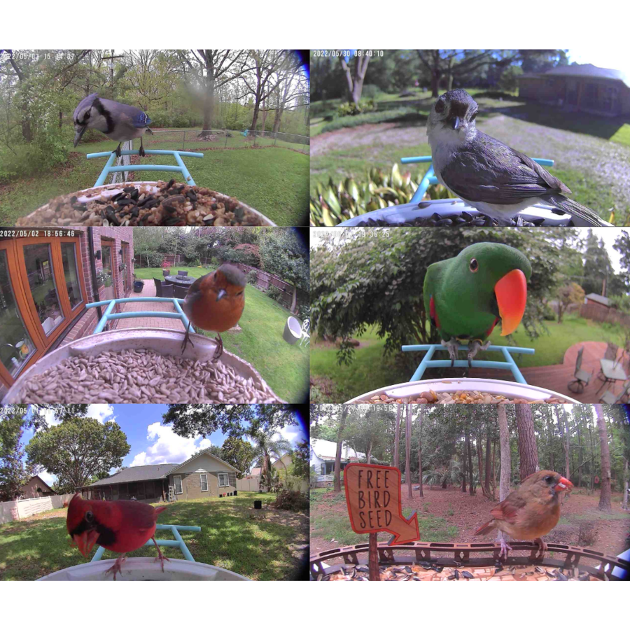The World’s First AI Bird Feeder Camera has Improved its AI Accuracy 1.2X, Recognizing 6000+ Global Bird Species