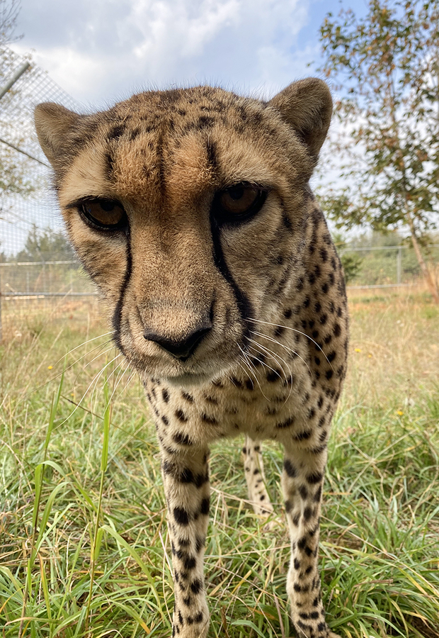 Big Cat Sanctuary in Oregon Welcomes Newest Cheetah, Azizi