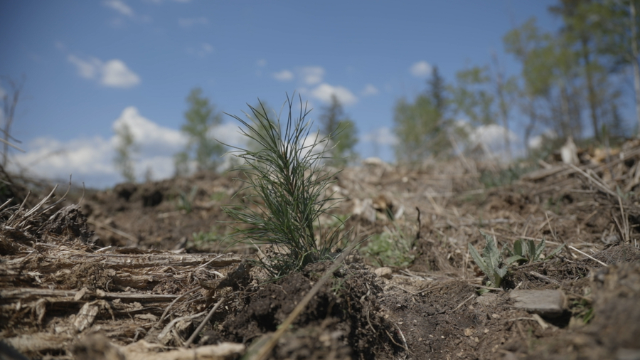 Global Air Charters’ First Tree Planting Completed by Minnesota DNR