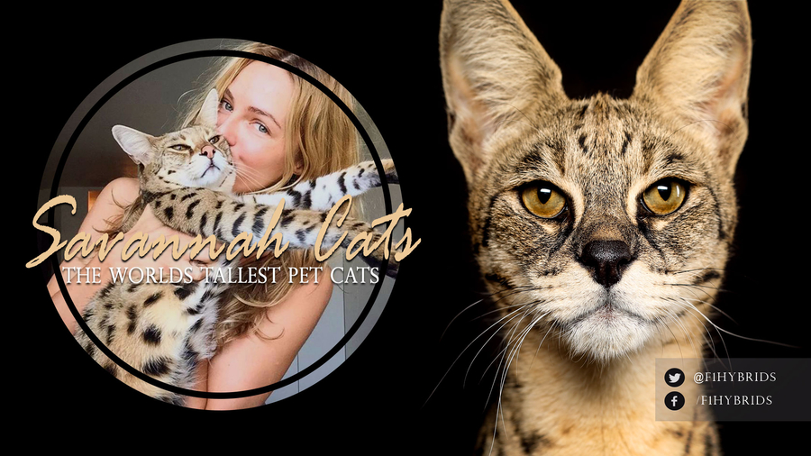 Savannah Cat Breeder sells $50,000 pet cat! Should hybrid cats be legal pets?
