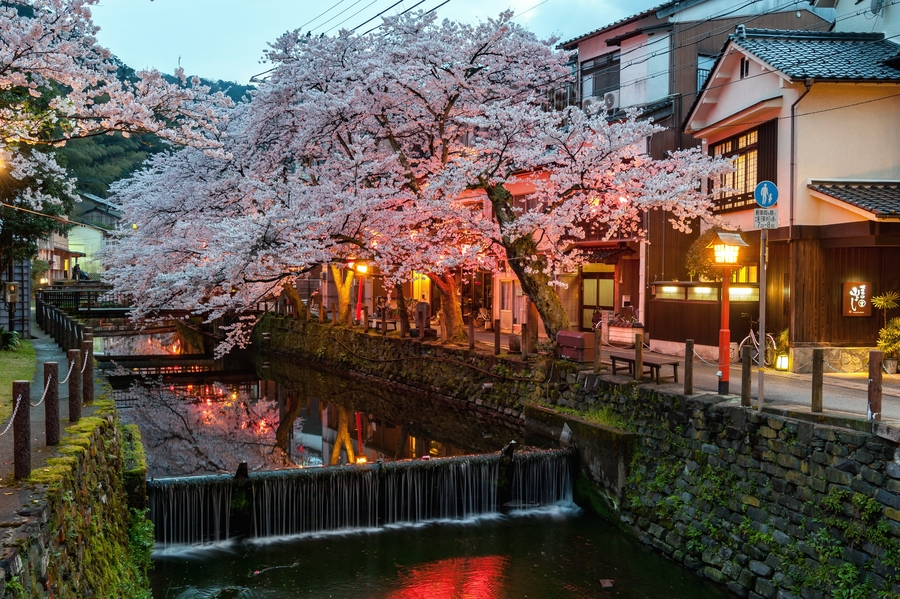 Hot Springs & Cherry Blossoms 2.5 Hours from Kyoto