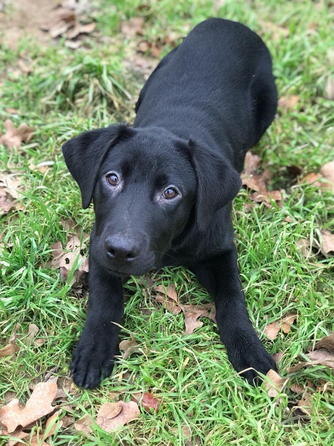 Trained retriever hunting pup up for auction by Houston Rotary Club