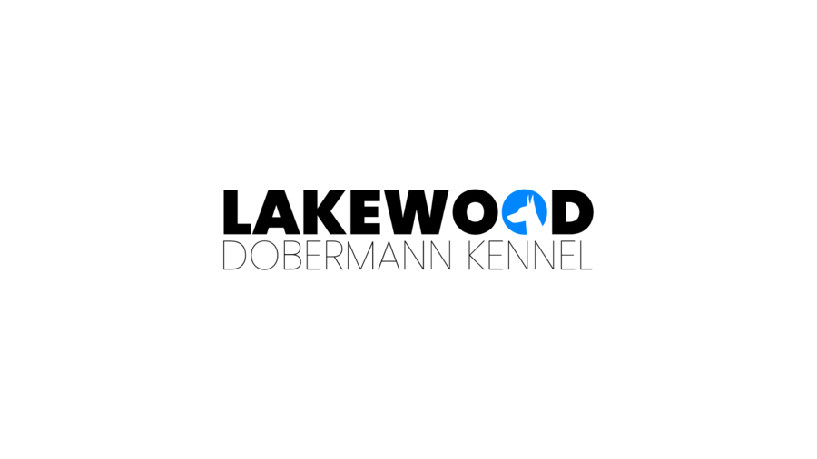 Lakewood Dobermann Kennel Announces Highly Anticipated Litter of European Dobermans from Reina and Casanova