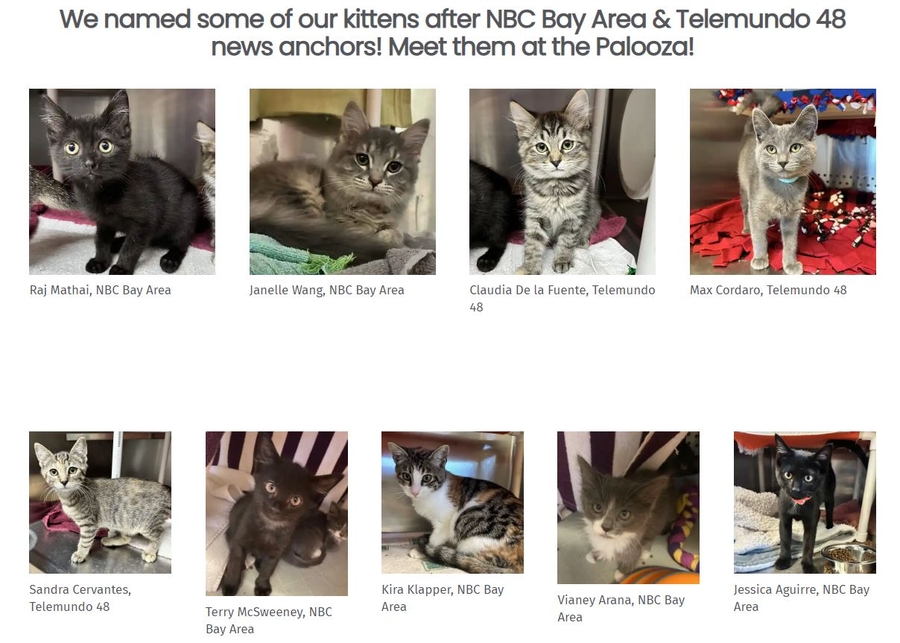 Humane Society Silicon Valley’s Kitten Palooza Features $20 Kitten Adoptions