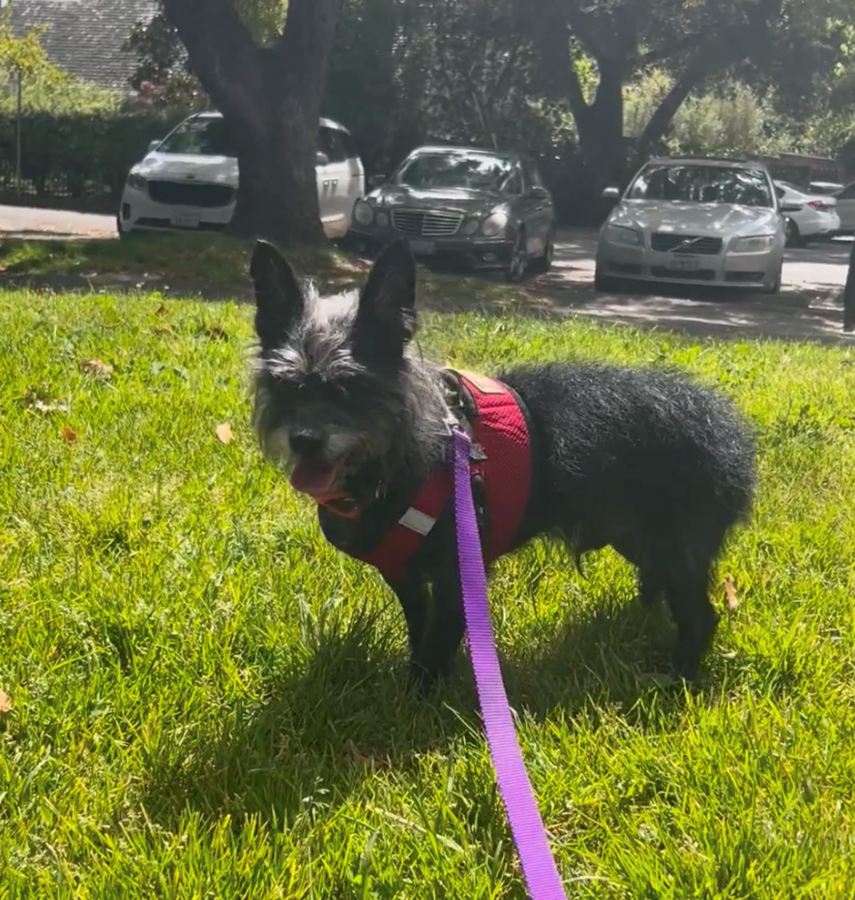 Humane Society Silicon Valley to Help Animals Find Homes on National Adopt a Shelter Pet Day