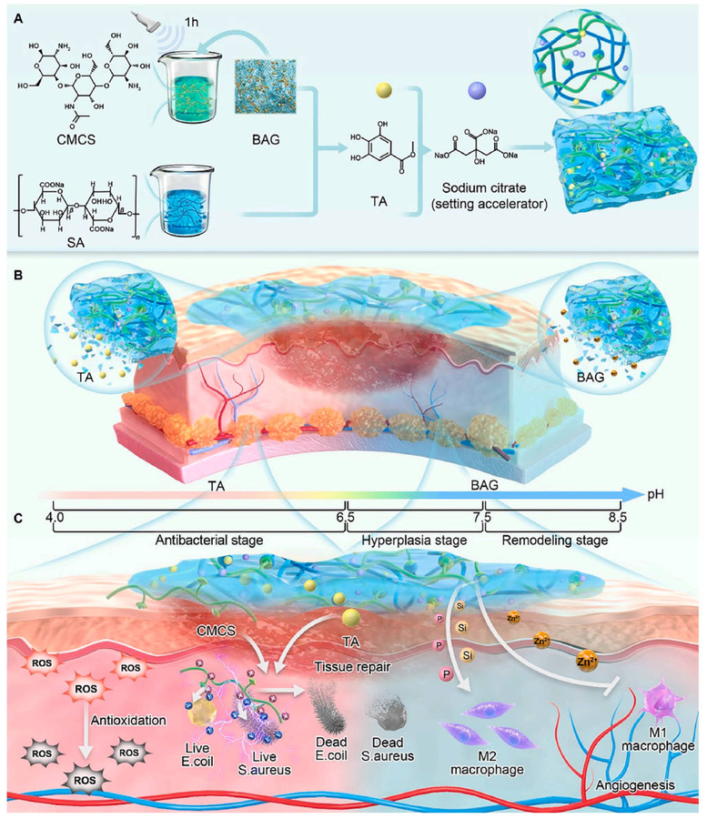 Microenvironment-feedback Hydrogel Enables Precise Staged Repair of Infected Wounds
