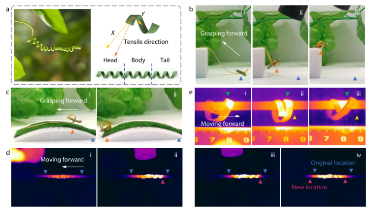 Bioinspired liquid crystal actuators unlock programmable climbing and shape-shifting motion