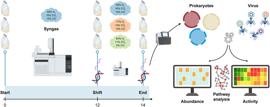 Too much hydrogen? Scientists reveal how metabolic shifts and viral defense in syngas microbiomes