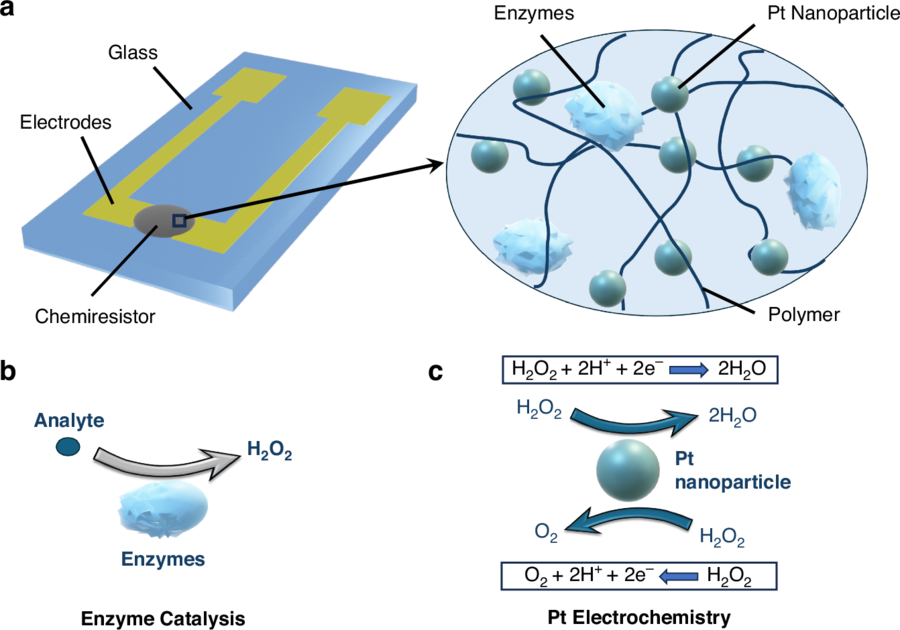 A tiny sensor that reads creatinine in seconds