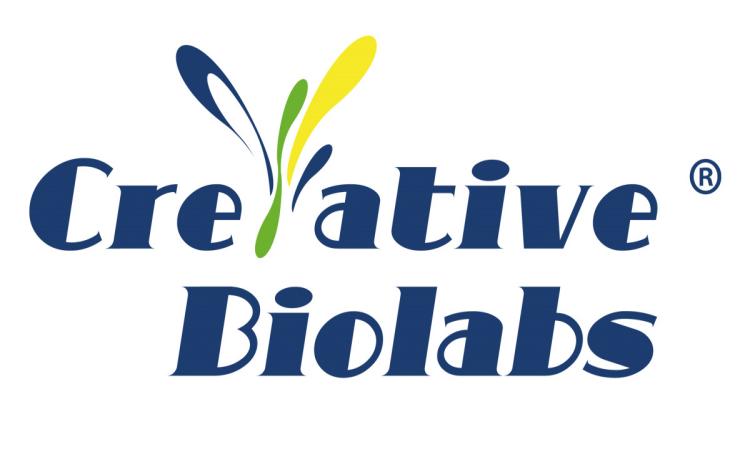 Creative Biolabs Advances Oncology via Next-Generation Antibody-Based Active Targeting Systems