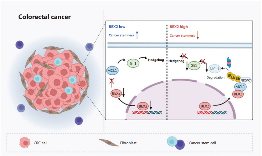 Targeting stem-like cells in colorectal cancer
