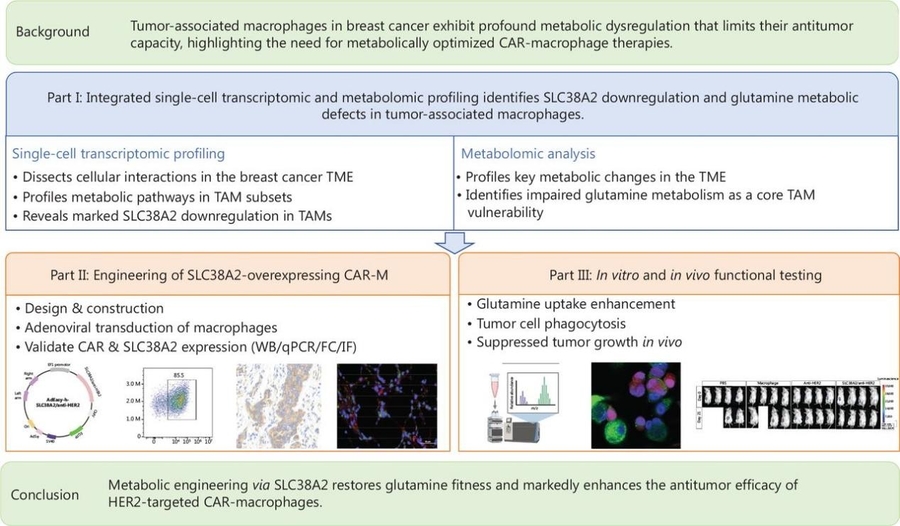 Targeting glutamine metabolism to enhance CAR-macrophage efficacy in solid tumors