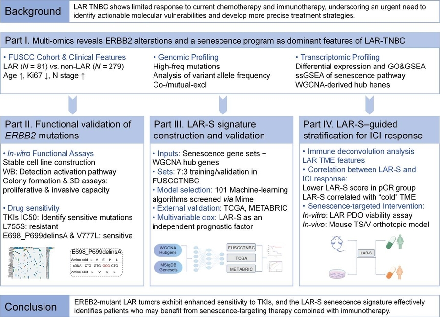 Unveiling new targets in LAR triple-negative breast cancer: ERBB2 mutations and senescence