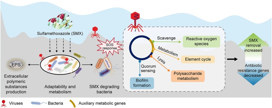 Viruses Enhance Sulfamethoxazole Removal in Wetlands by Modulating Bacteria-Phage Interactions