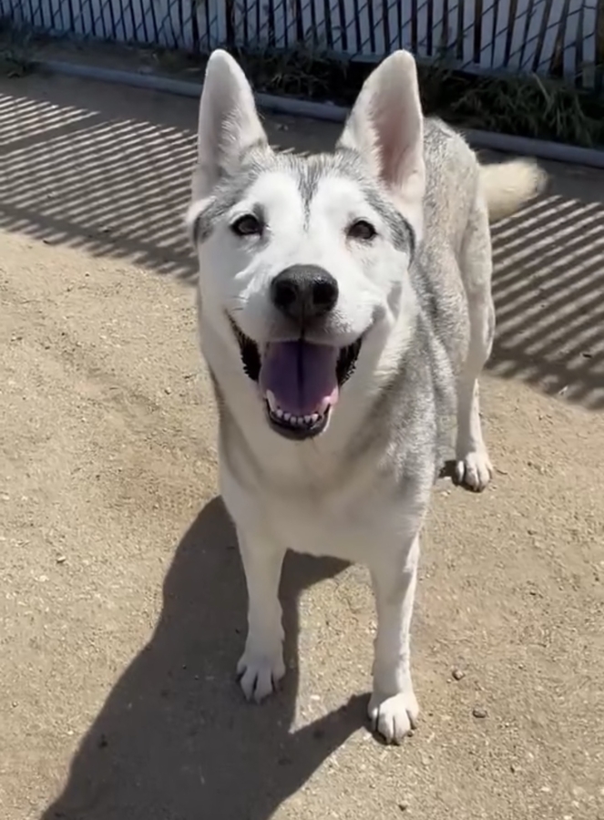 Nextdoor Rescue Squad Mobilizes Neighbors to Save At‑Risk Pets