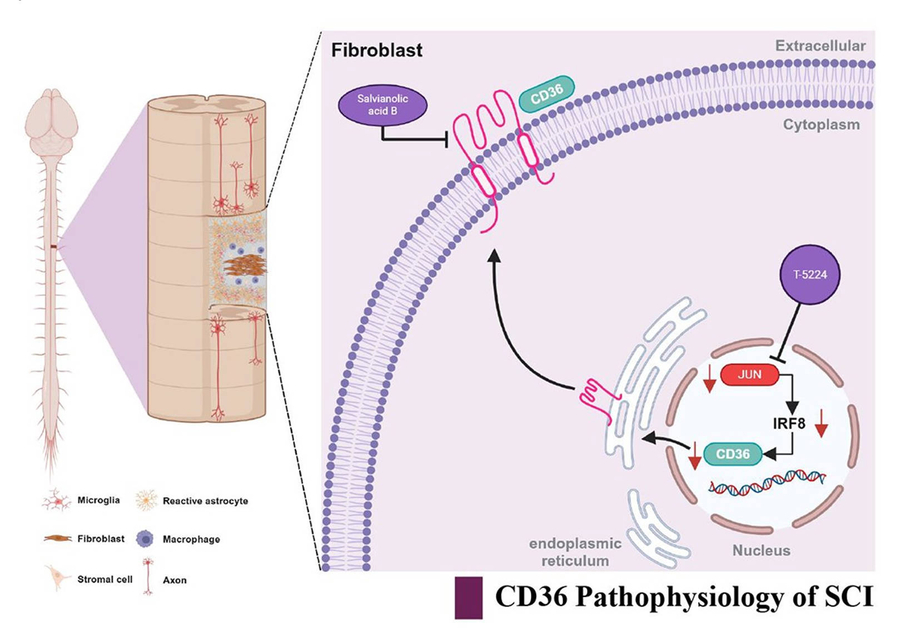Turning spinal scars toward repair
