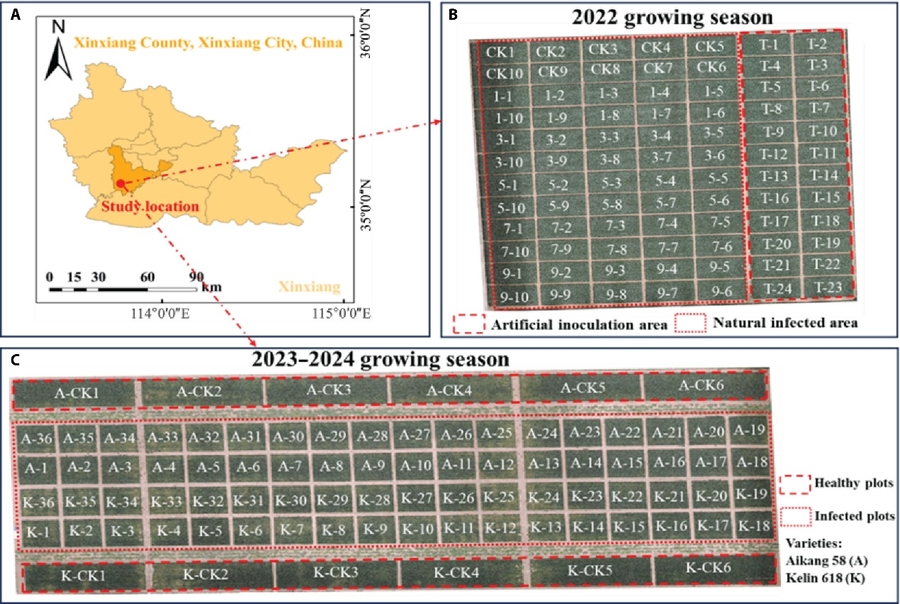 Drone index tracks wheat mildew