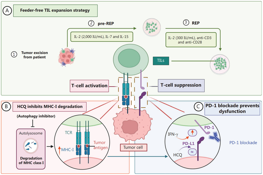 Beyond High-dose IL-2: A novelTIL expansion platform improves safety and efficacyof TIL therapyina preclinical study