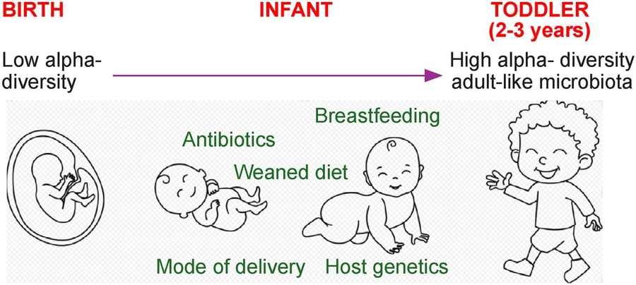 Gut microbiome emerges as key player in biliary atresia — could targeting bacteria improve outcomes for infants?
