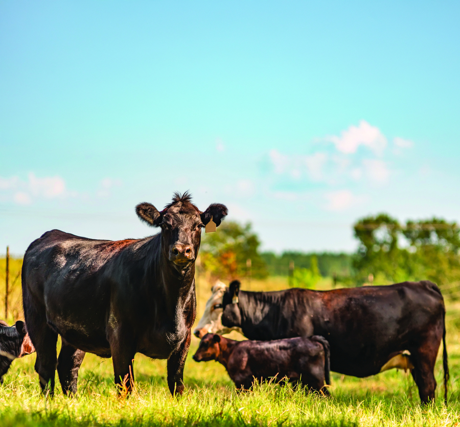 VetosEurope wins Multiple Awards for Redefining Agriculture and Cattle Farming