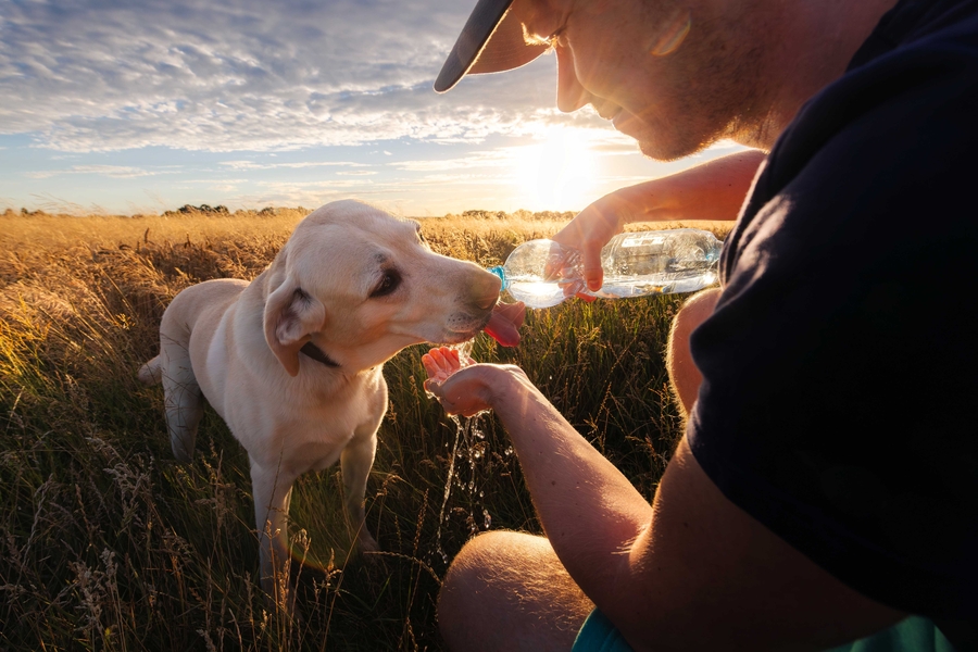 Smith Brothers Farms Celebrates “National Dog Month” One Doorstep at a Time