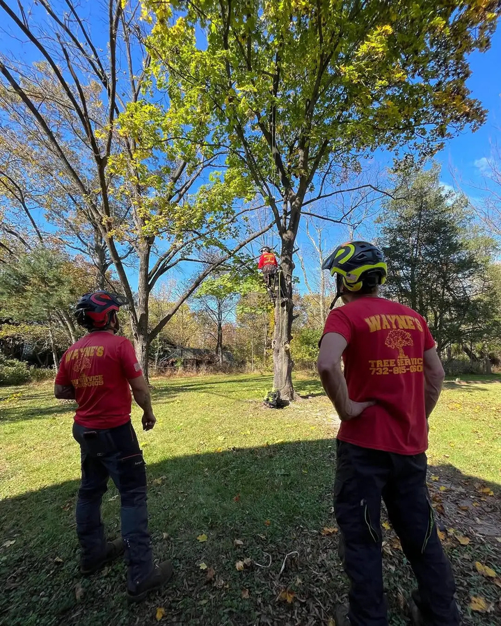 Wayne’s Tree Service Encourages Homeowners to Prepare Trees Before Severe Storm Season