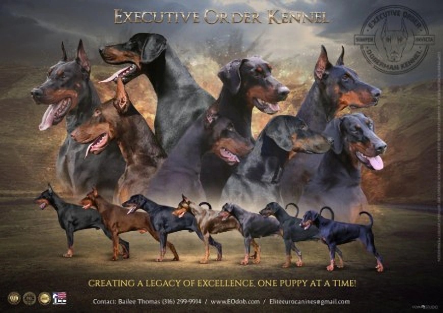 Executive Order Doberman Expands Oklahoma Breeding and Training Program as Its International Presence Continues to Grow